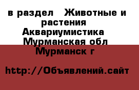  в раздел : Животные и растения » Аквариумистика . Мурманская обл.,Мурманск г.